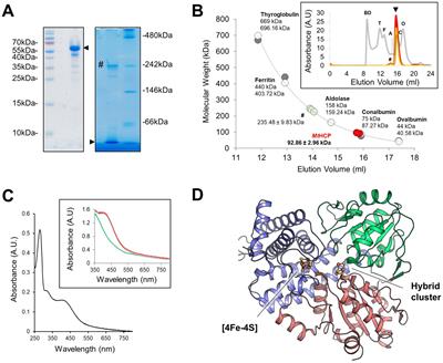 Structural and biochemical elucidation of class I hybrid cluster protein natively extracted from a marine methanogenic archaeon